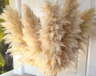 TALL PAMPAS GRASS 2-4ft | Grand Sale | Boho Home Decor | Wedding Floral Decorations | Flower Arranging | Pampas Bouquet | Bohemian Wedding