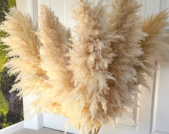 5pcs TALL PAMPAS GRASS 2-4ft | Grand Sale | Dry Florals For Home Decor | Boho Decor | Wedding Arch | Floral Arranging | Pampas Bouquet