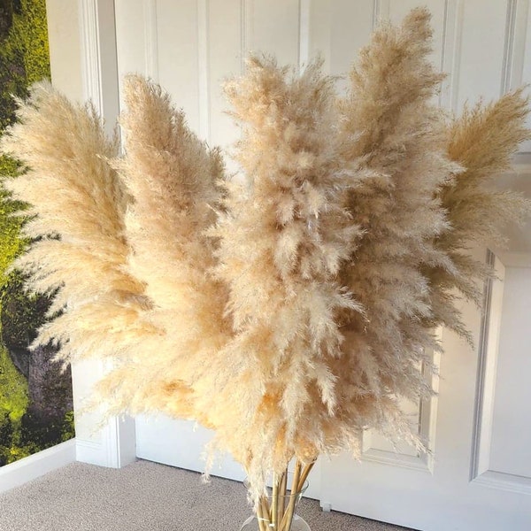 6pcs TALL PAMPAS GRASS 2-4ft | Grand Sale | Dry Florals For Home Decor | Boho Decor | Wedding Arch | Floral Arranging | Pampas Bouquet