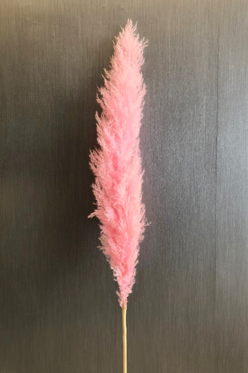 Extra Large Pink Pampas Grass 34ft Dried Pampas Grass for Etsy