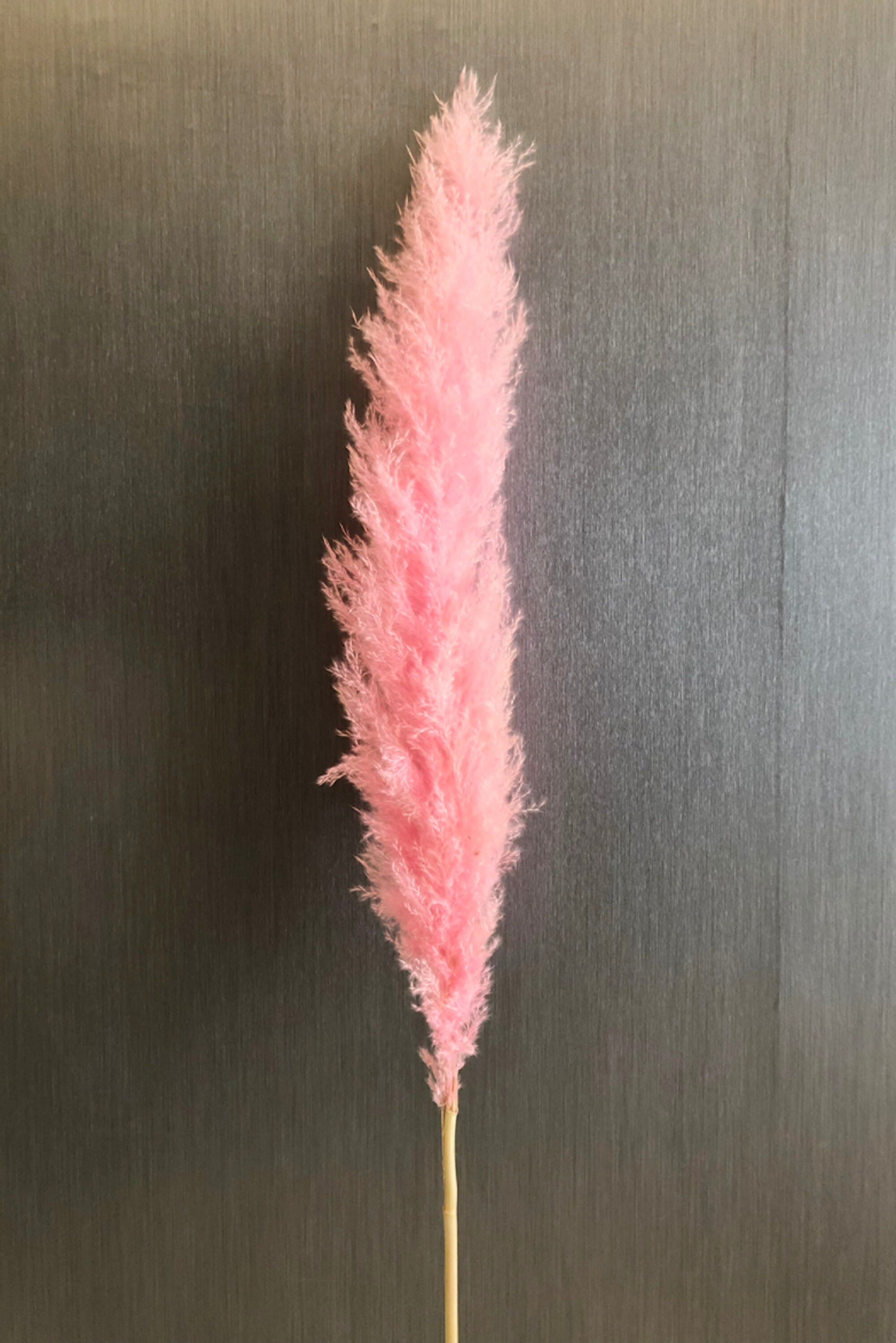 Extra Large Pink Pampas Grass 34ft Dried Pampas Grass for Etsy