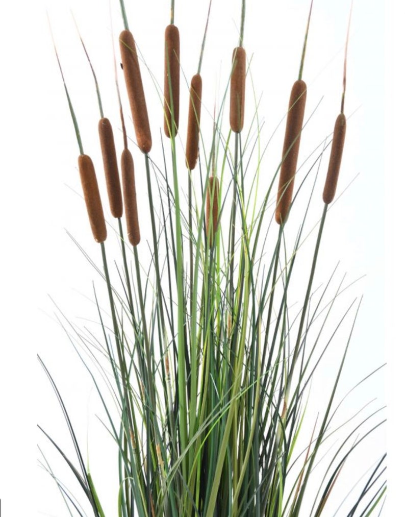 BEST PRICE Wild Cattails Dried Flowers For Interior | Etsy