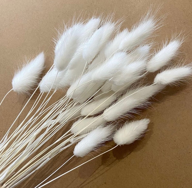 White Bunny Tails Rabbit Tails Dried Flowers for Boho Home Etsy