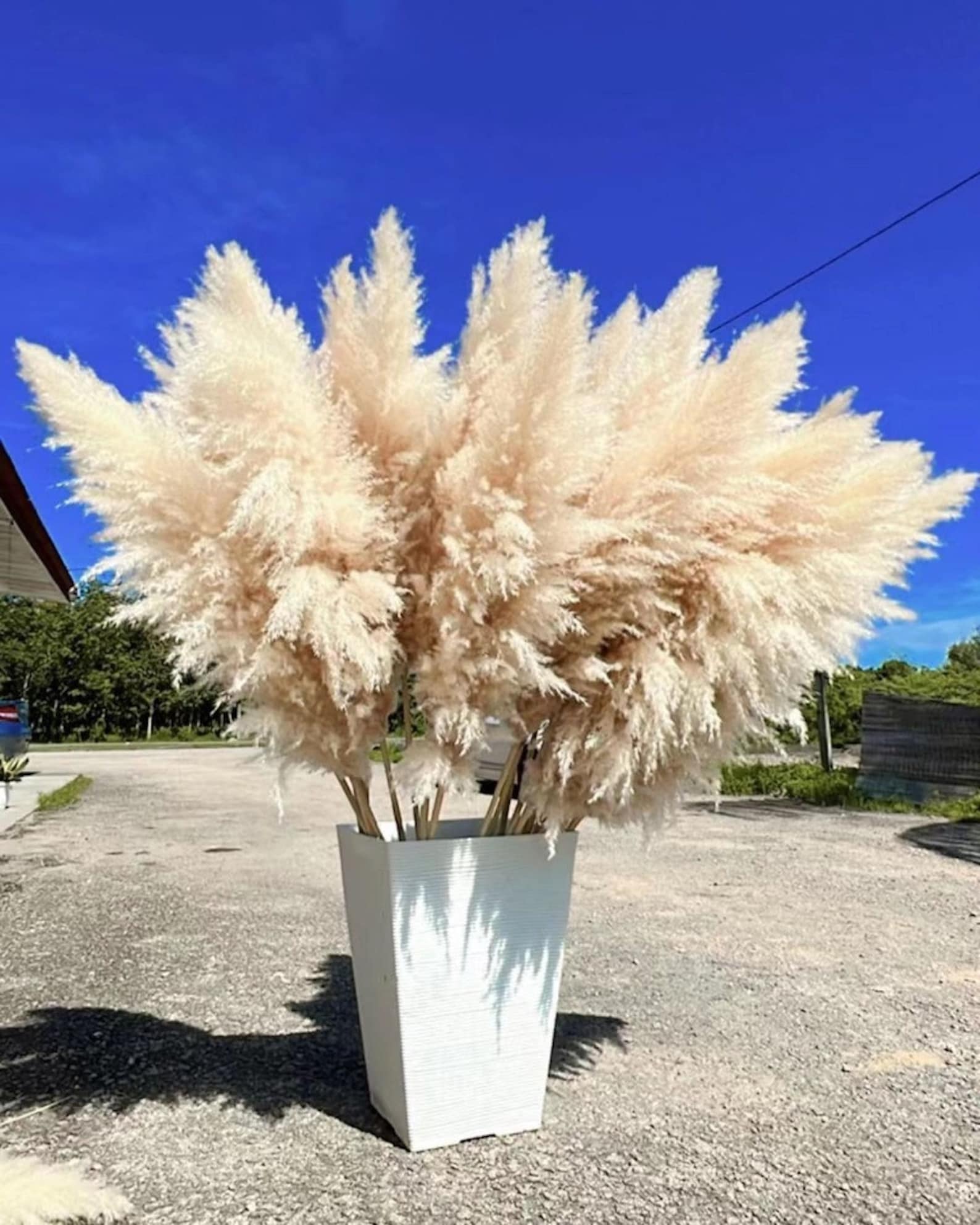 Image of Wedding Pampas Grass