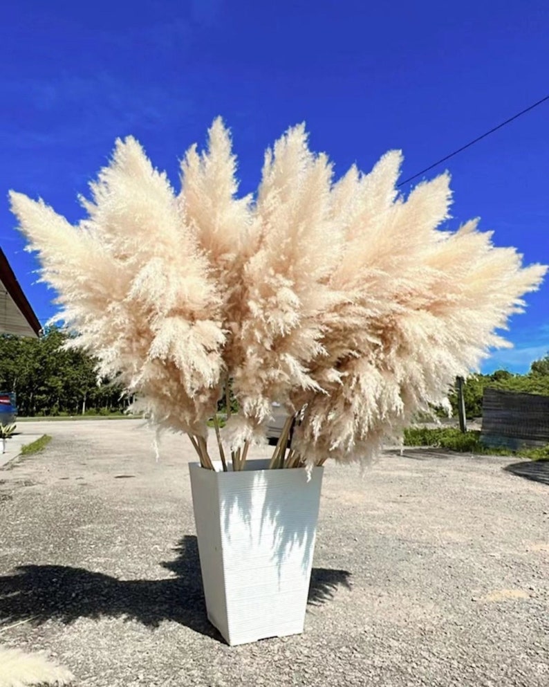 10pcs USA-grown PAMPAS GRASS 2-4ft | Grand Sale | Dry Florals For Home Decor | Boho Decor | Wedding Arch | Floral Arranging | Pampas Bouquet Beige
