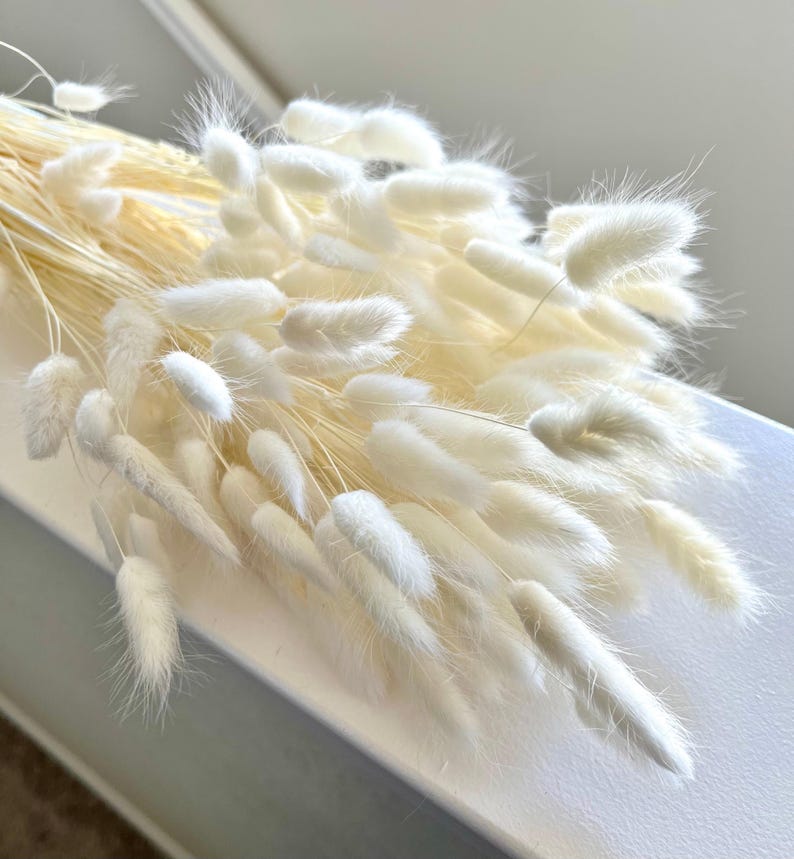 May include: A bunch of dried white pampas grass with fluffy plumes. The stems are long and slender, and the plumes are soft and feathery.