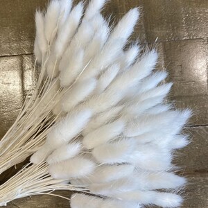 May include: A bunch of white fluffy dried pampas grass stems. The stems are arranged in a fan shape and are all the same length.