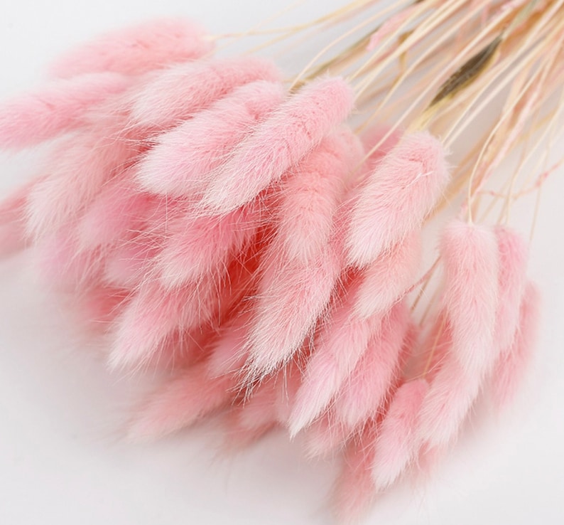 May include: A bunch of pink bunny tail grass, also known as lagurus ovatus, with soft, fluffy stems. The grass is arranged in a bouquet-like shape.