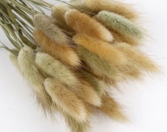 Natural Brown Bunny Tails | Rabbit Tails | Dried Flowers For Boho Home Decor | Wedding Bouquet | Wedding Centerpieces | Fall Decor