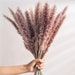 see more listings in the Dried Flowers  section