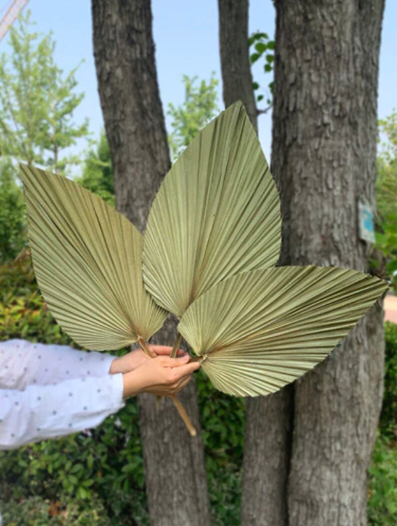 3 Large Dried Palm Leaves 24 Dried Flowers for Etsy
