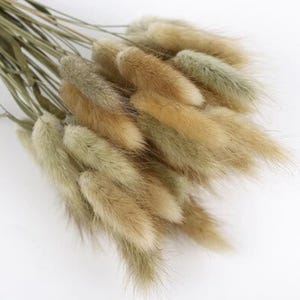 May include: A bunch of dried bunny tail grass in shades of brown and green. The grass is soft and fluffy, and the stems are long and slender.