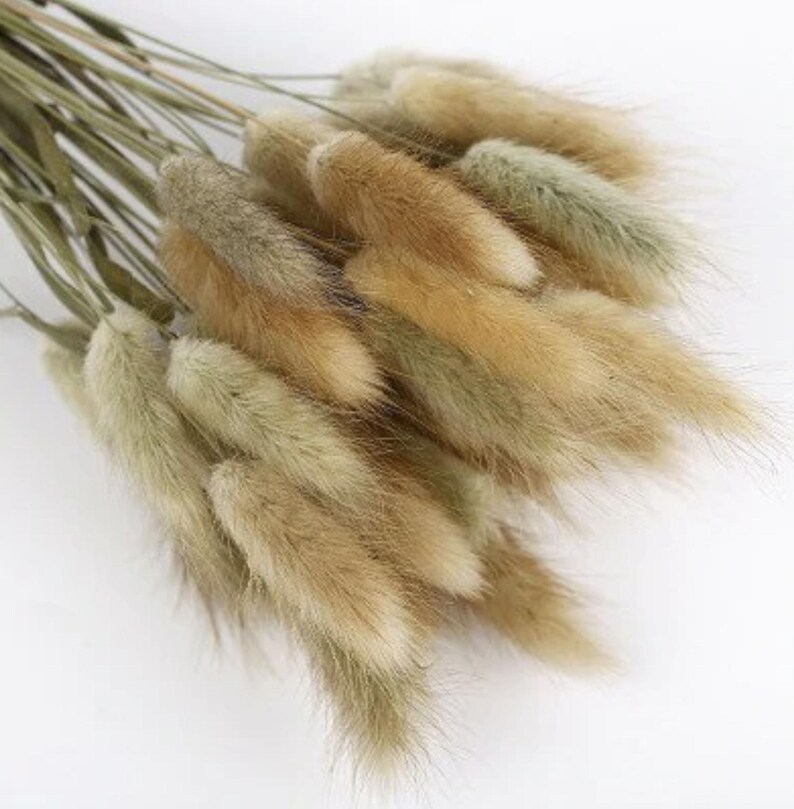 May include: A bunch of dried bunny tail grass in shades of brown and green. The grass is soft and fluffy, and the stems are long and slender.