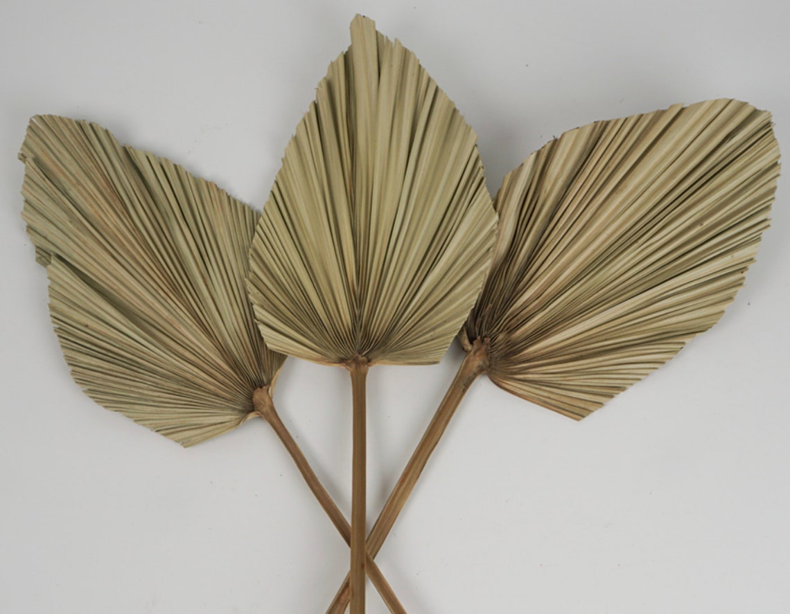 Extra Large Dried Palm Leaves 30 Dried Flowers for Etsy