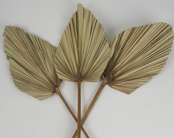 Extra Large Dried Palm Leaves 30" | Dried Flowers For Interior Decoration | House Floral Decorations | Boho Decor