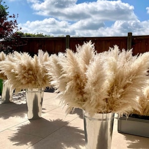 TALL PAMPAS GRASS 2-4ft Grand Sale Boho Home Decor Wedding Floral Decorations Flower Arranging Pampas Bouquet Boho Wedding image 3