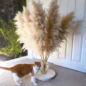 TALL PAMPAS GRASS 2-4ft Grand Sale Boho Home Decor Wedding Floral Decorations Flower Arranging Pampas Bouquet Boho Wedding image 4