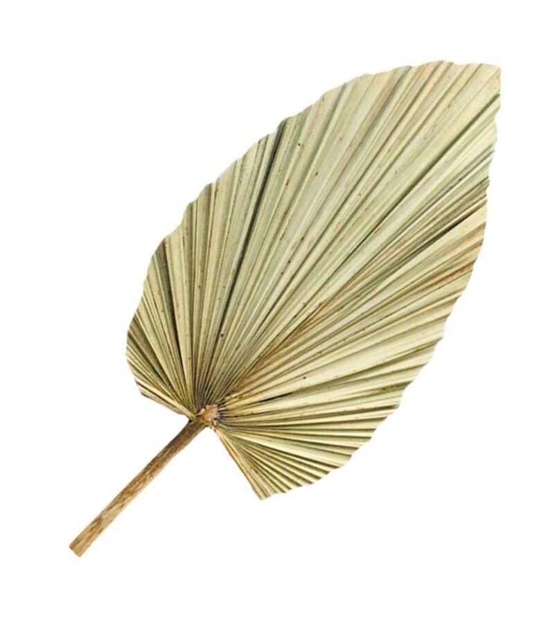 Large Dried Palm Leaves 24 Dried Flowers for Interior Etsy