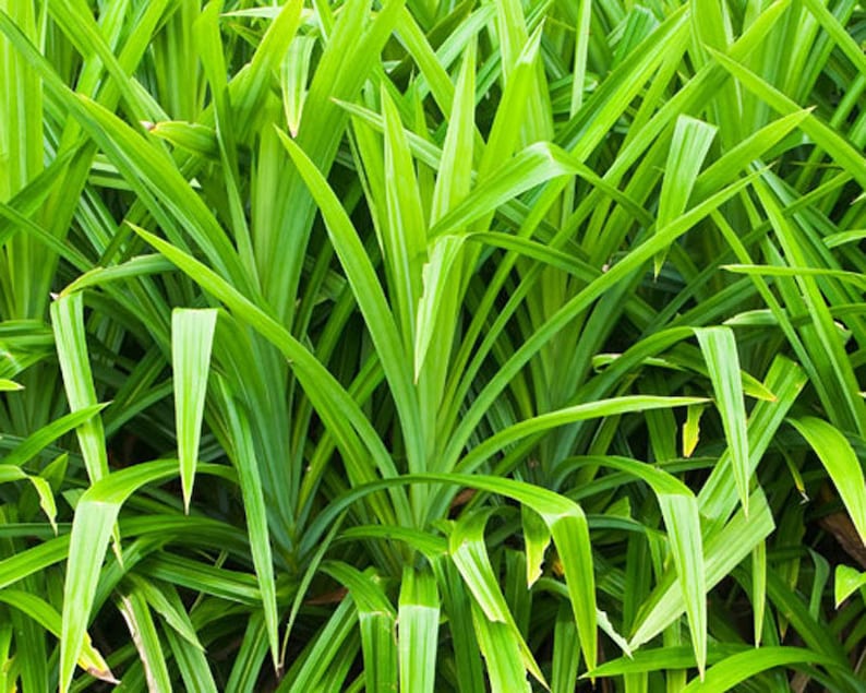 May include: A close-up of a lush green patch of Pandan leaves. The leaves are long and narrow, with a slightly pointed tip. The leaves are arranged in a dense cluster, creating a vibrant green background.