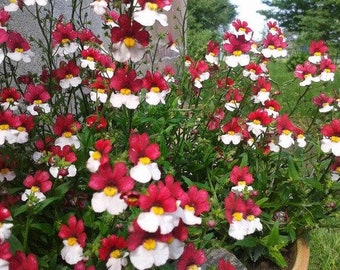 40 /"DANISH FLAG/" FLOWER SEEDS NEMESIA STRUMOSA ANNUAL RED /& WHITE BI-COLOR