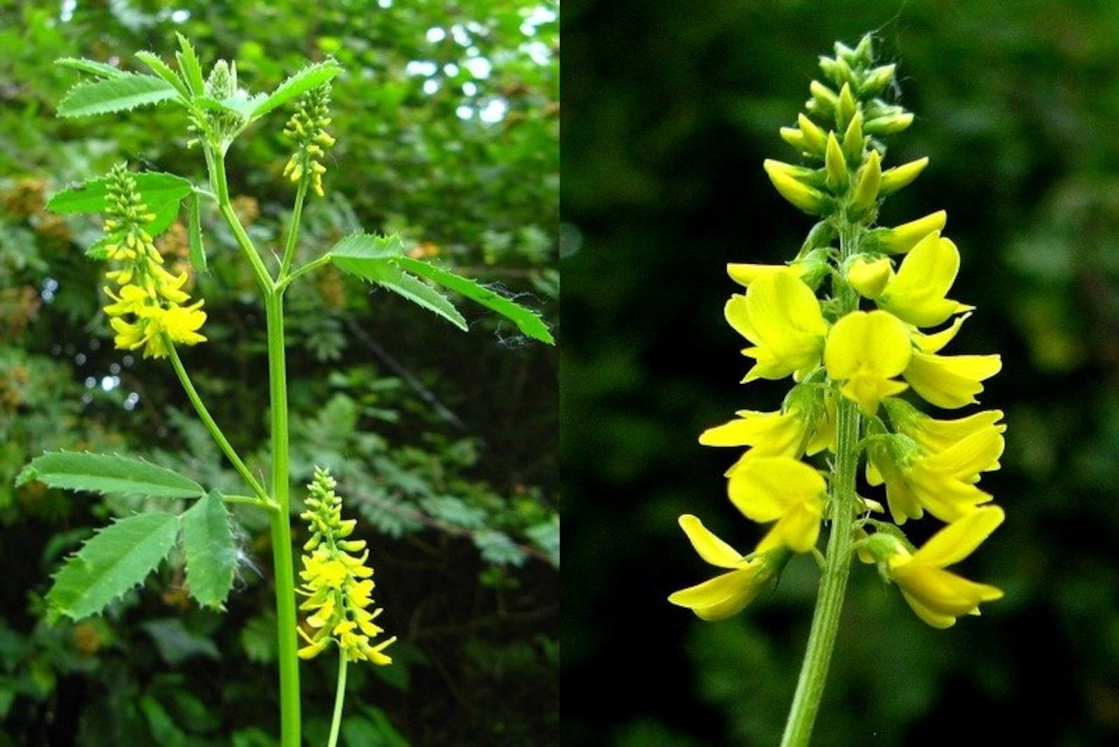 Melilotus sulcatus