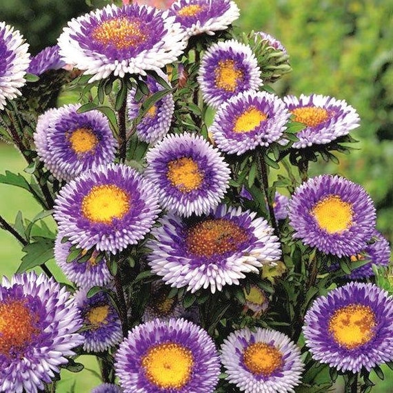 non GMO Aster Tall Paeony Moonshine 100 seeds.