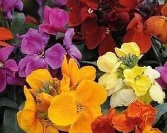 1000 Seeds Wallflower Crown Single Mixed 1000 Seeds Wallflower Crown Single Mixed