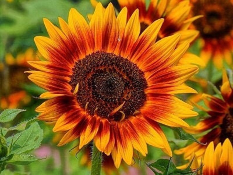 Ornamental Sunflower Twilight Zone 10 seeds non GMO Etsy