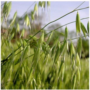 Organic Cat Grass Seed Pack 50 seeds per pack common oats Avena Sativa Organic Cat Grass Seed Pack 50 seeds per pack common oats Avena Sativa