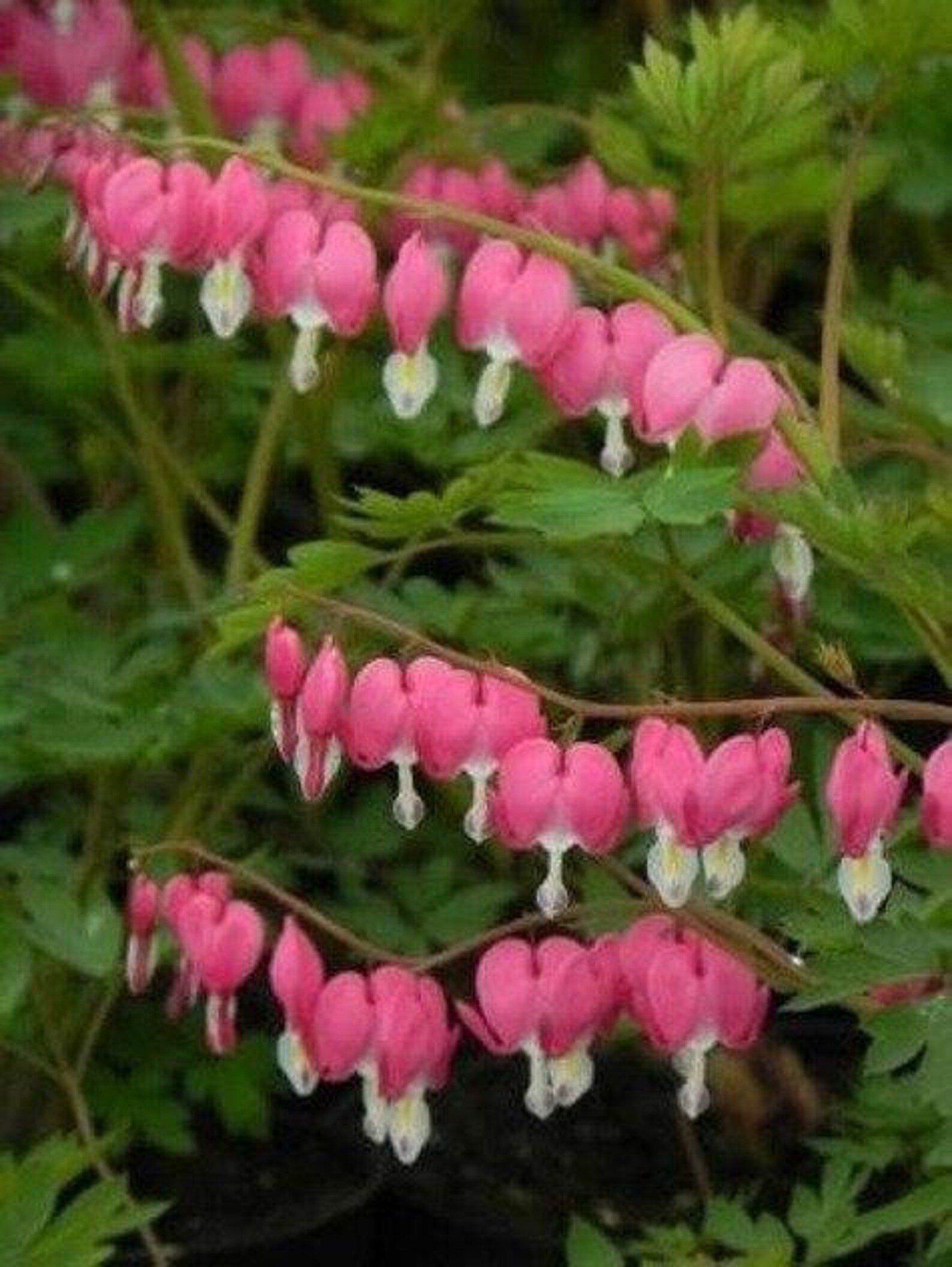 how long for wild bleeding hearts seeds to flower how long for wild bleeding hearts seeds to flower