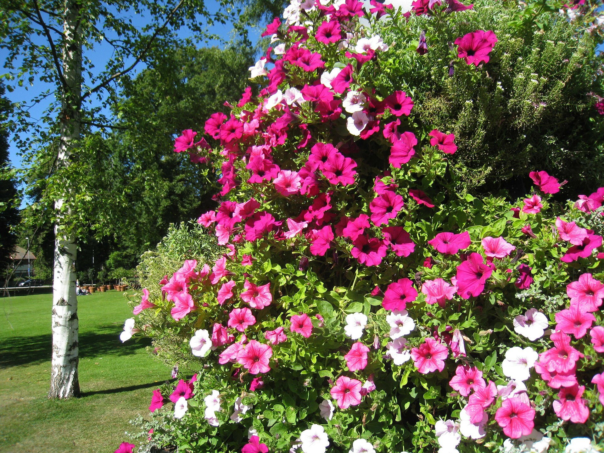 GMO free 200 seeds Climbing Petunia Mixed Colors GMO free 200 seeds Climbing Petunia Mixed Colors