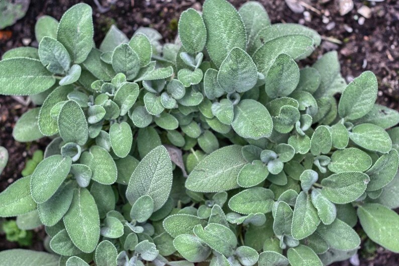 Medical Sage 100 seeds non GMO