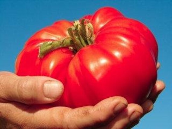 Forfærdeligt byld hamburger Tomato Buffalo Heart Oxheart Seeds Non GMO | Etsy