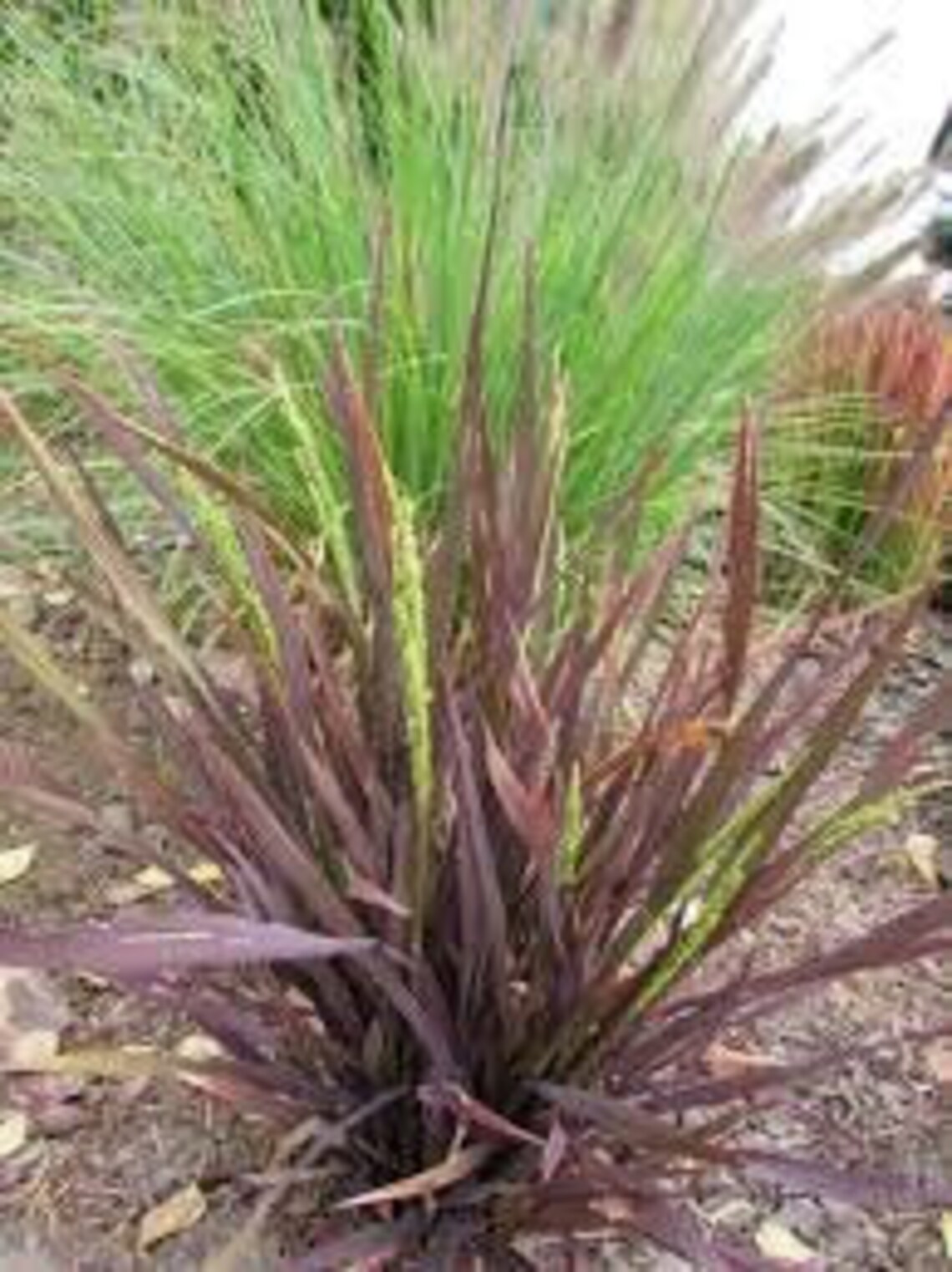 Black Madras Ornamental Rice oryza Sativa 50 Seeds Non GMO Etsy