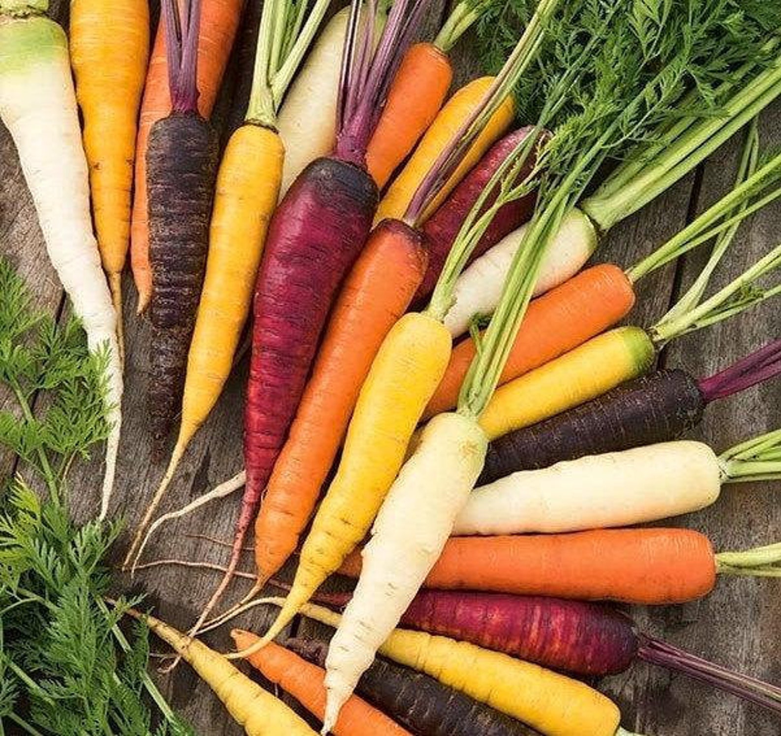 Unigen Seeds Carrot морковь