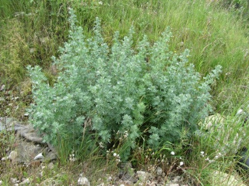 Datei:Artemisia thuscula Tenerife 2.jpg - Wikipedia