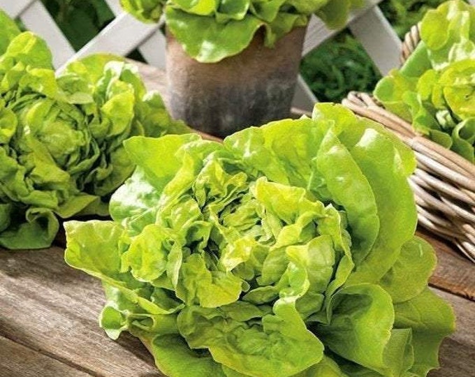 масляный салат растение. салат масляный. салат кочанный маслянистый. лист салата маслянистый. салат латук кочанный.