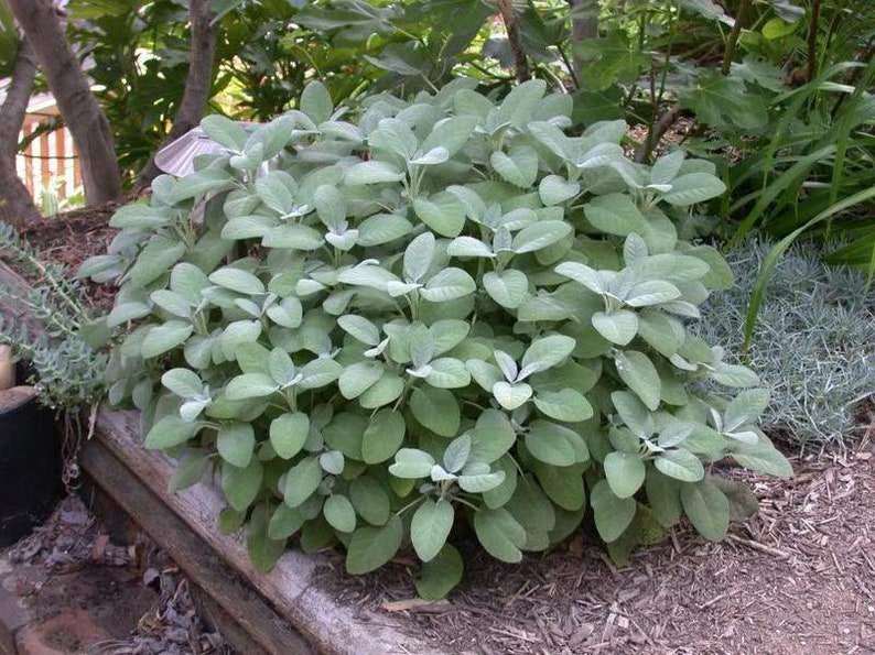 Medical Sage 100 seeds non GMO