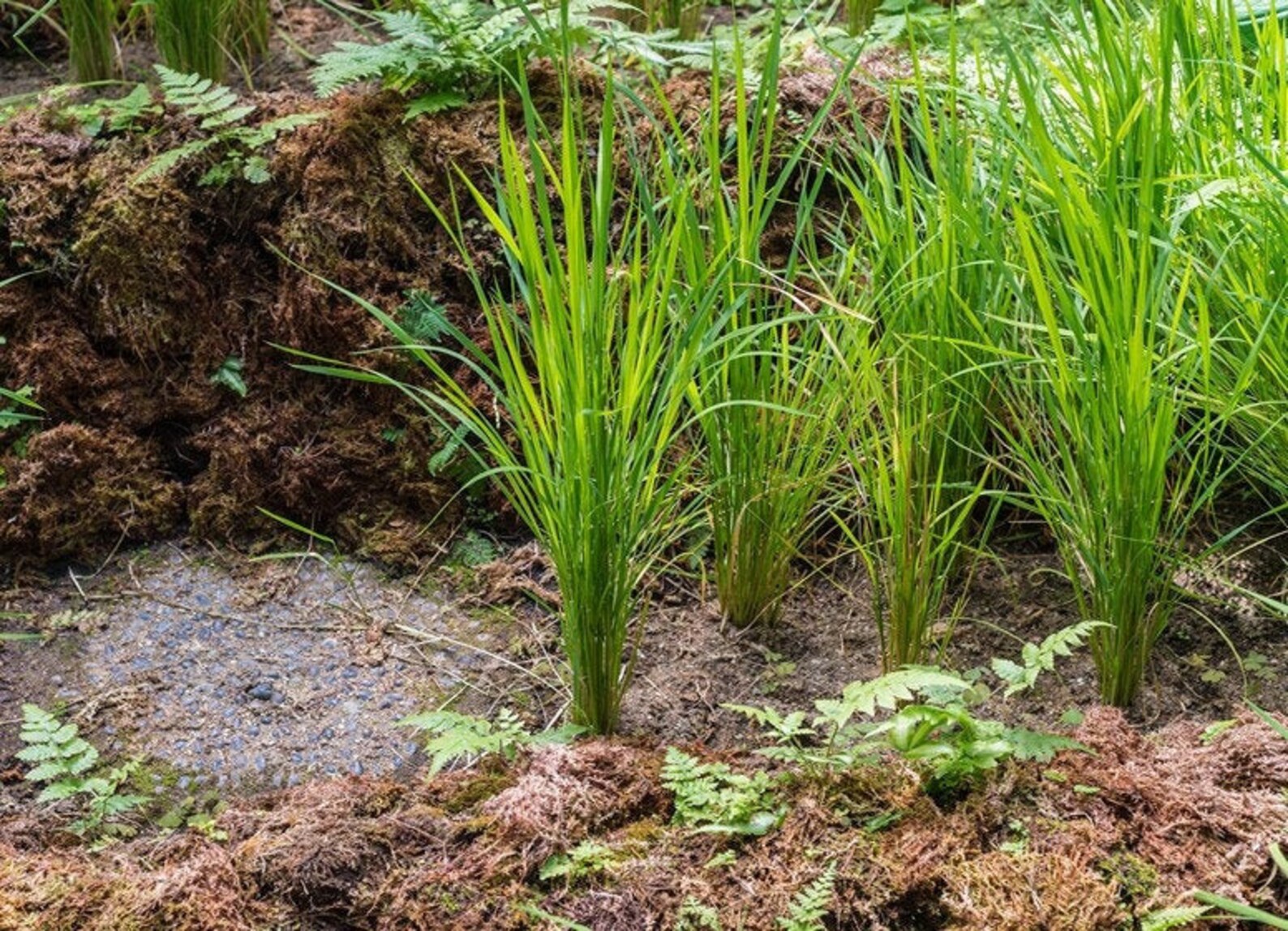 Black Madras Ornamental Rice oryza Sativa 50 Seeds Non GMO Etsy