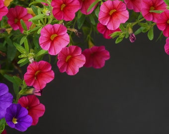 GMO free 200 seeds Climbing Petunia Mixed Colors GMO free 200 seeds Climbing Petunia Mixed Colors
