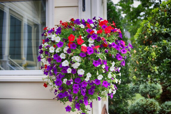 GMO free 200 seeds Climbing Petunia Mixed Colors GMO free 200 seeds Climbing Petunia Mixed Colors