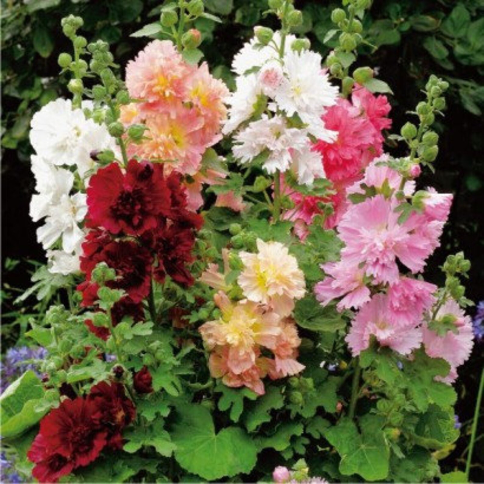 Сорта шток розы. Мальва цветок махровая. Мальва розовая нигра. Мальва "чатерс дабл роуз. Мальва цветок махровая.