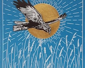 Marsh harrier - original, hand painted, mounted linocut print of a marsh harrier hunting over a reedbed in the sunlight