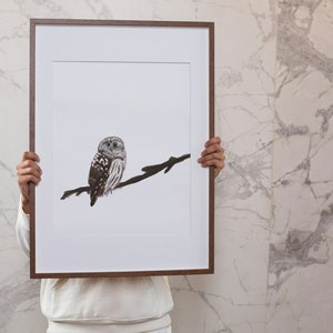 Art for owl lovers, owl art, barred owl art, gift for birders, gifts for home, digital art, gifts for birders, owl gifts, owl illustration