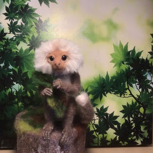Marmoset monkey