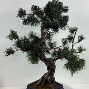 May include: A miniature bonsai tree with dark green needles and a twisted, textured trunk. The tree is planted in a square, black, ornate pot. The overall aesthetic is one of natural elegance and tranquility.