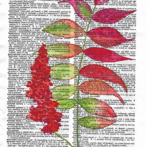 Sumac Definition