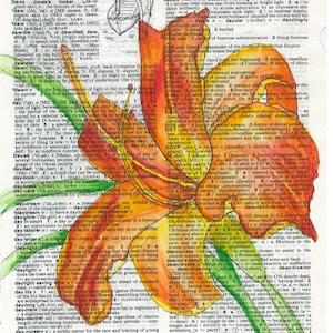 Daylily Definition
