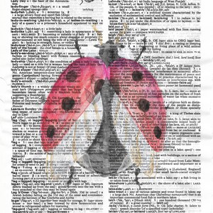 Definizione di coccinella