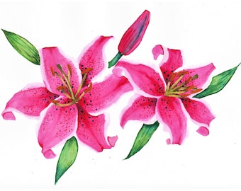 Stargazer Lilies: stampa ad acquerello